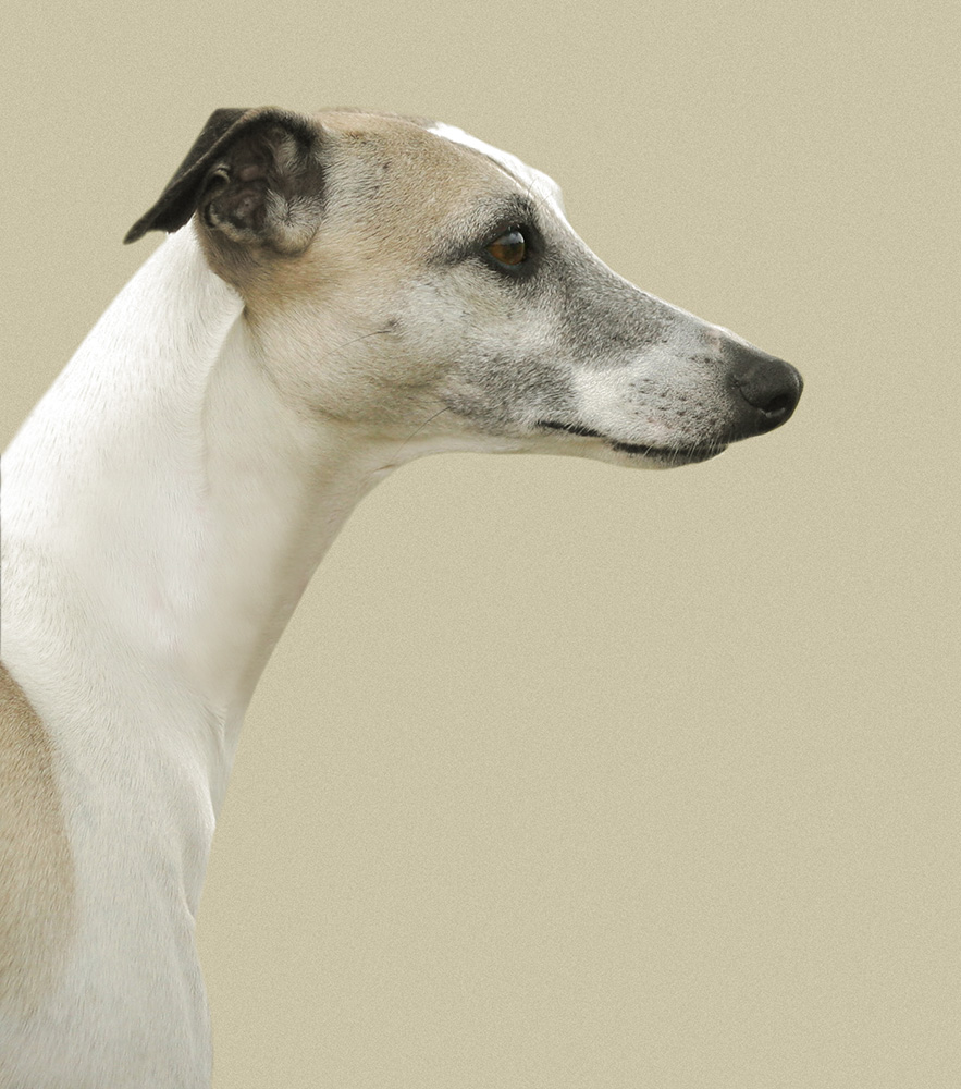 Foto Whippet Thea